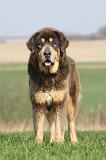 DOGUE DU TIBET 326